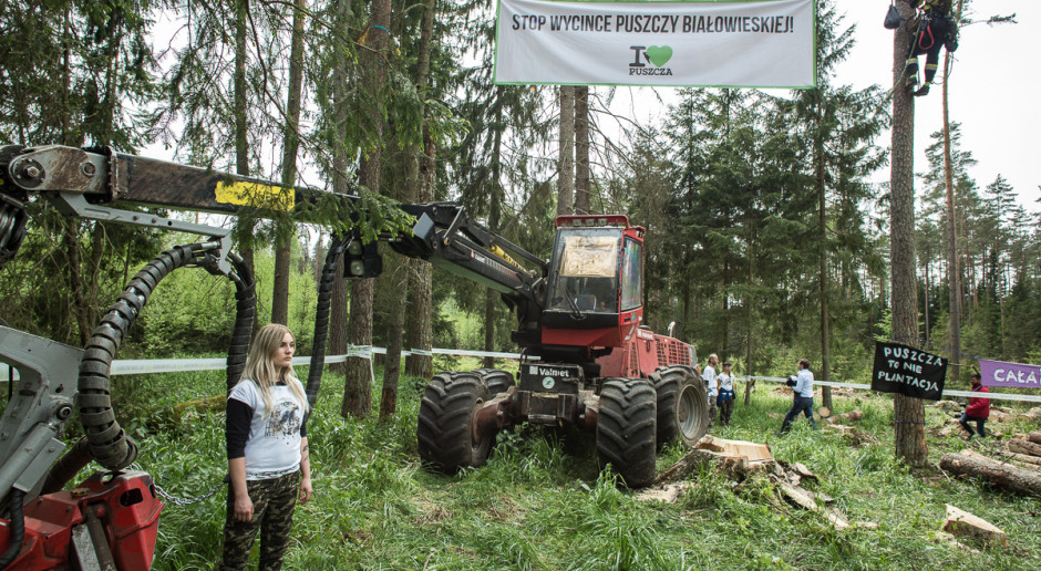 Działacze Greenpeace i Fundacji Dzika Polska od kilku tygodni protestują przeciwko wycince drzew w Puszczy Białowieskiej. W czwartek po południu zaczęli piątą blokadę ciężkiego sprzętu używanego do wycinki. Fot. Grzegorz Broniatowski/ flickr.com/photos/greenpeacepl/ Szyszko: Chcemy, aby puszcza była wzorem dla całego świata