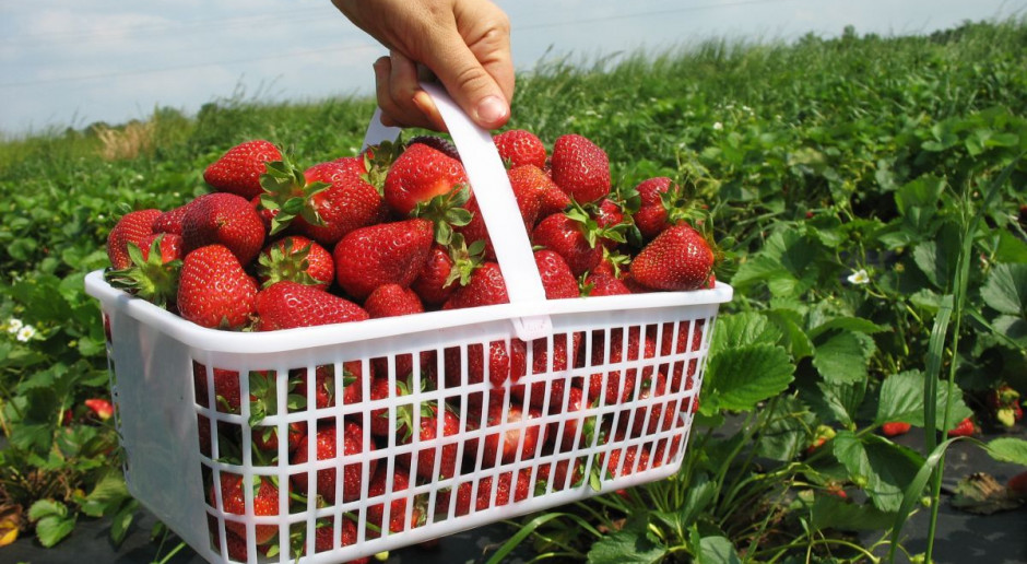 Fot. Shutterstock Zbiory truskawek dobiegają końca