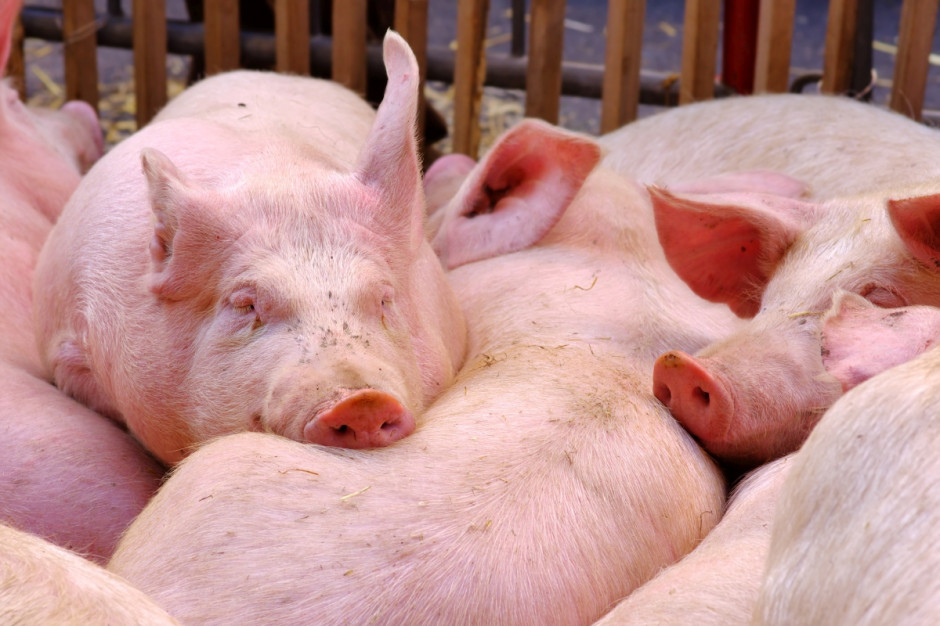 Według wspólnoty interesów niemieckich hodowców świń (ISN), w 26. tygodniu 2017 r. rynek świń rzeźnych w UE  był zrównoważony (Fot.Fotolia)