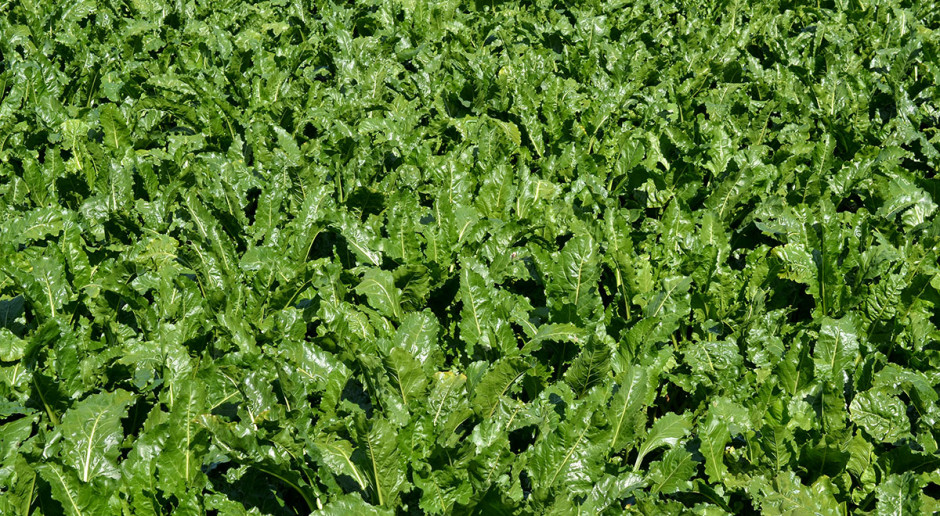 Sytuacja na plantacjach buraka cukrowego Sytuacja na plantacjach buraka cukrowego