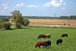 GUS: Wyższe pogłowie zwierząt gospodarskich w województwie mazowieckim