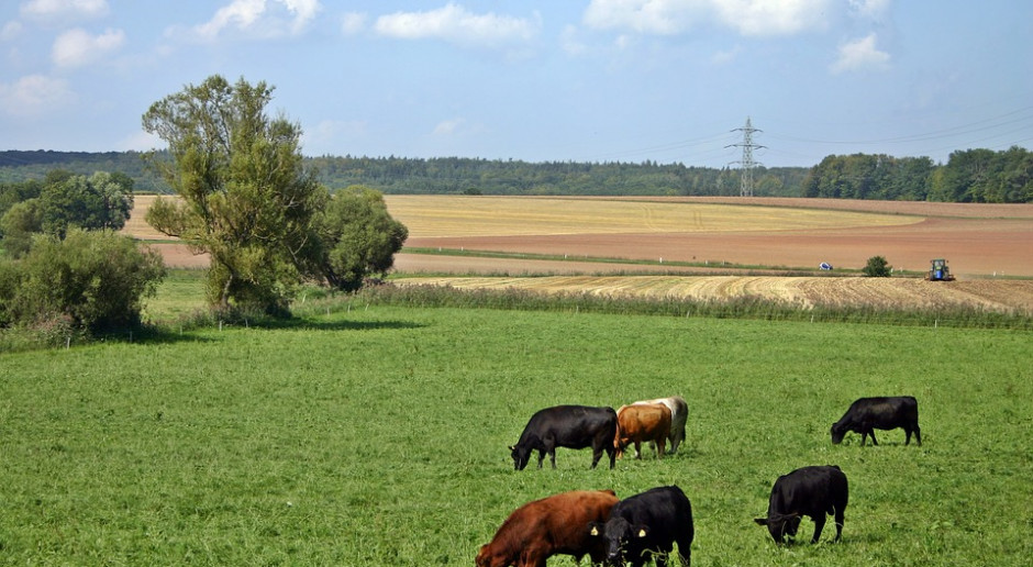 Źródło: pixabay.com/pl GUS: Wyższe pogłowie zwierząt gospodarskich w województwie mazowieckim
