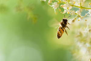 Dlaczego insektycydy zabijają pszczoły na Węgrzech, ale nie w Niemczech?