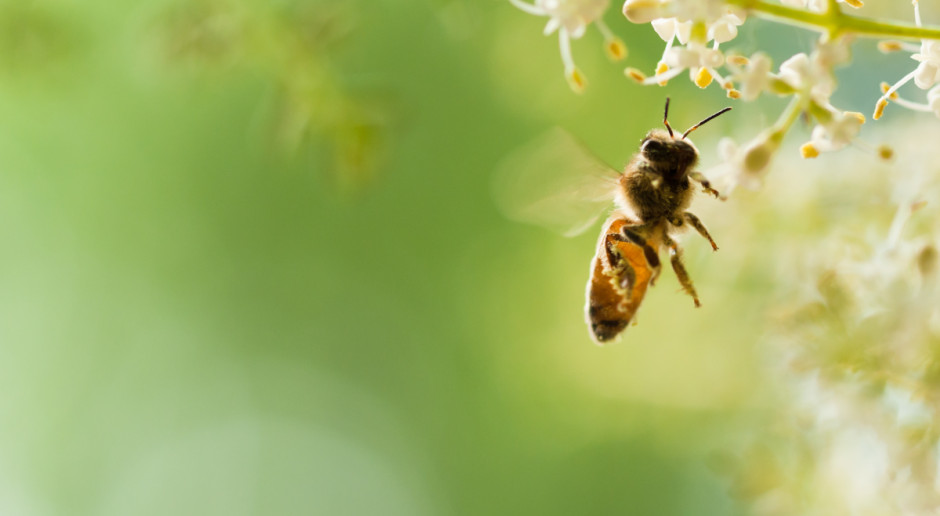 Fot. Shutterstock Dlaczego insektycydy zabijają pszczoły na Węgrzech, ale nie w Niemczech?
