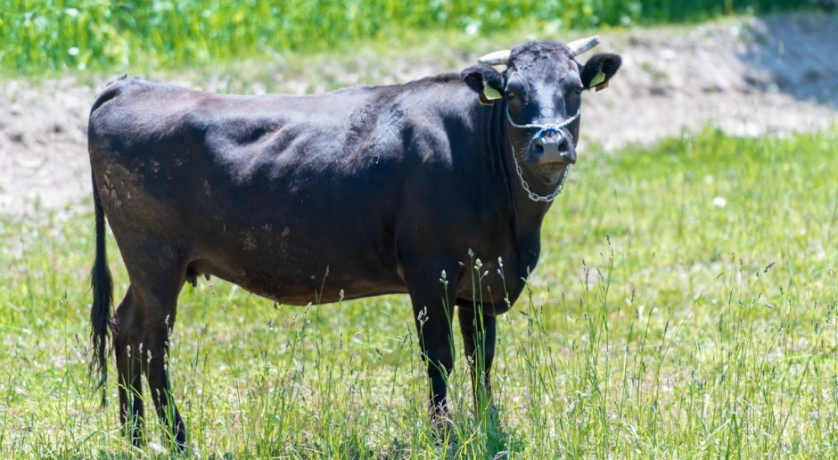 Bydło rasy wagyu, fot. Shutterstock Luksusowe spa dla... bydła