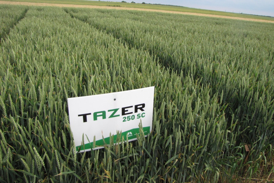 Doświadczenie z mieszanin ą fungicydów Tazer 250 SC 0,6 l/ha + Mystic 250 EC 0,8 l/ha w pszenicy ozimej, odmiana Turnia 