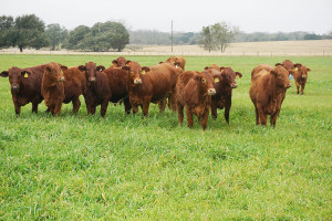Zarządzanie odchowem jałówek hodowlanych bydła mięsnego