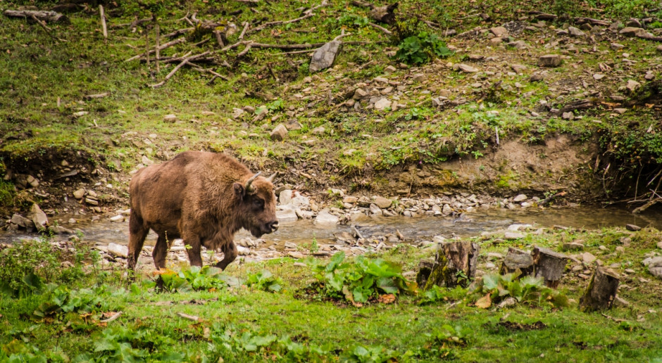 Fot. Shutterstock Naukowcy: W spór o Puszczę Białowieską zaangażowano osoby niezorientowane