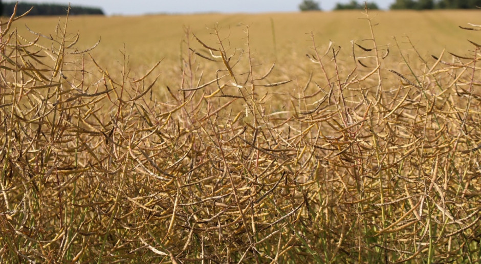 Prognozowane zbiory rzepaku ozimego w 2017 r. wynoszą w Niemczech 4,7 mln ton (Fot.pixabay.com) Niemieccy rolnicy oczekują zbiorów zbóż na ubiegłorocznym poziomie