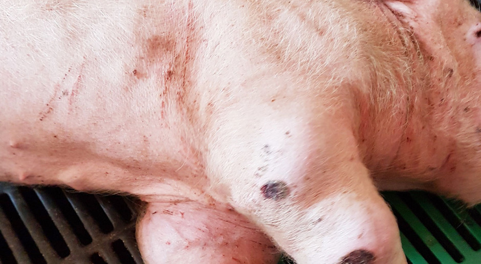 Zapalenie wielostawowe u warchlaka, fot. P. Wróbel Przyczyny kulawizn u świń
