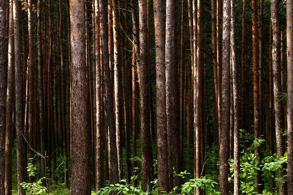 Zdaniem Tomaszewskiego, wycinka jest koniecznością, bo kornik niszczy coraz więcej drzew. Jest to największa gradacja kornika od 100 lat, do tej pory zostały już stracone 900 tys. świerków; Fot. pixabay