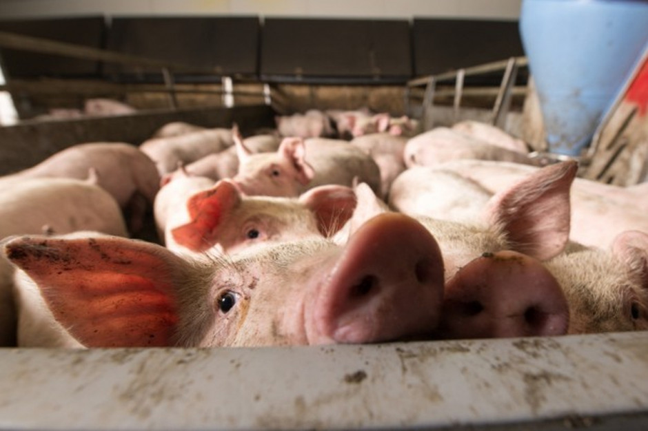 W 27. tygodniu 2017 r. rynek świń rzeźnych w UE nadal był zrównoważony; Fot. Shutterstock