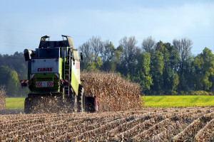 Niemcy: W 2016 r. zebrano średnio 430 dt/ha kukurydzy na kiszonkę