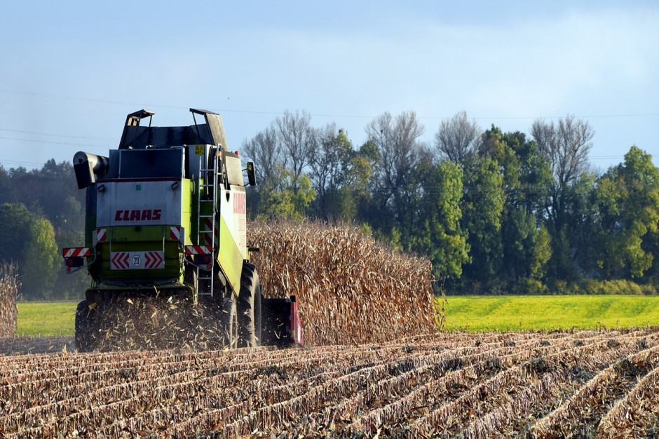 W 2016 r. w Niemczech zebrano 4,02 mln ton kukurydzy na ziarno (Fot.pixabay.com)