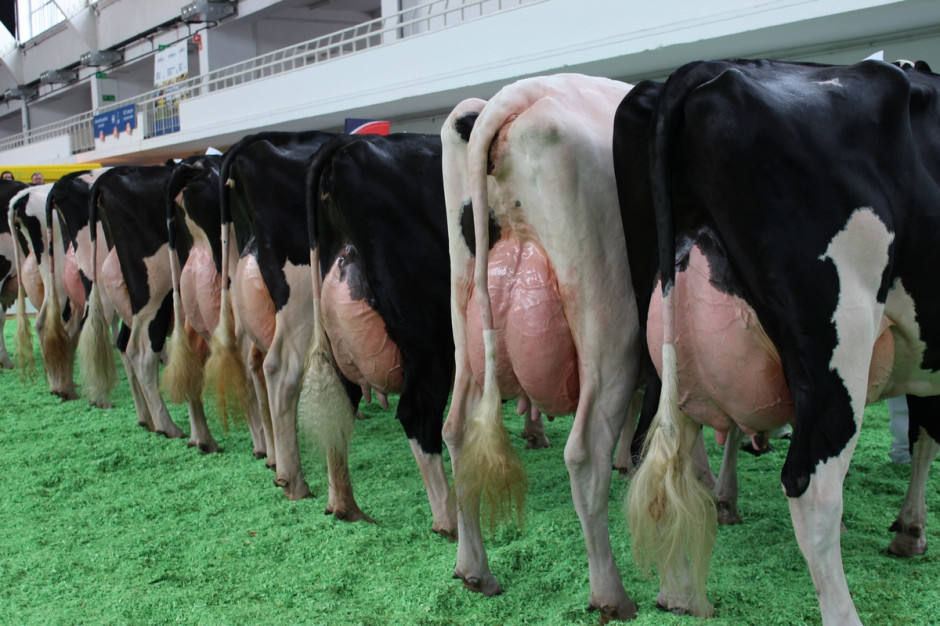 Konkurs organizowany przez KZSM ma wyłonić największych producentów mleka w kraju, fot.Ł.Ch.