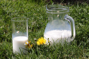 FrieslandCampina: Ceny mleka wciąż do góry