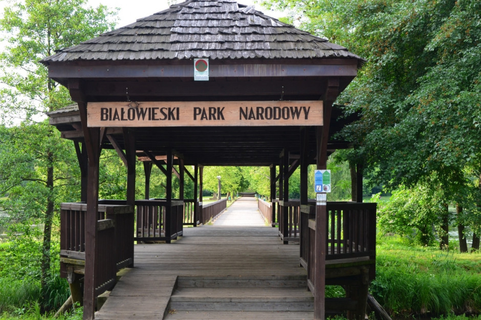 Temat wycinki drzew w Puszczy Białowieskiej oraz interpretacji środowych decyzji Komitet Światowego Dziedzictwa UNESCO w tej sprawie został poruszony podczas dyskusji polityków w radiowej Trójce