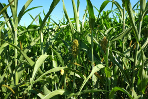 FAO: Lekki spadek światowej produkcji zbóż