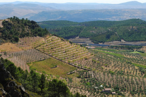 Portugalia: Produkcja oliwy z oliwek mniejsza o ponad 40 proc.