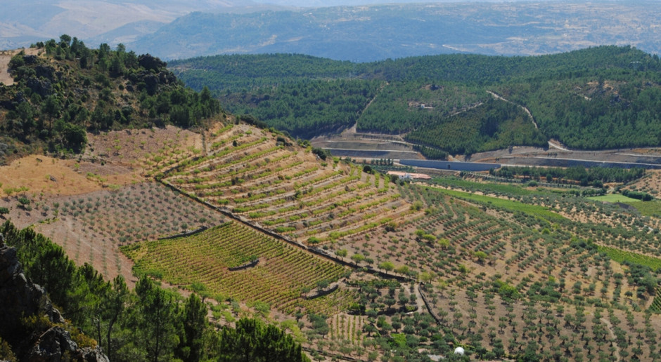 Fot. Shutterstock Portugalia: Produkcja oliwy z oliwek mniejsza o ponad 40 proc.