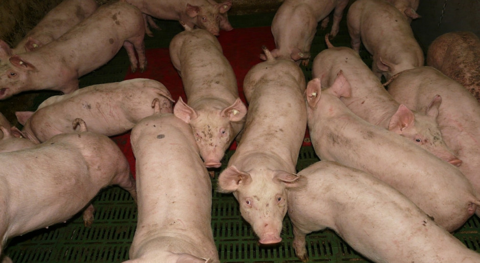 Według danych amerykańskiego ministerstwa rolnictwa (USDA), pogłowie świń 1 czerwca br. wynosiło 71,65 mln sztuk; Fot.pixabay.com USA: Rekordowe pogłowie świń