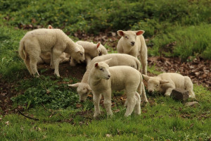 ARR przyjmuje wnioski o refundację kosztów zakupu jagniąt lub owiec