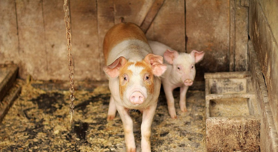 Rozporządzenie zaostrza przepisy dotyczące bioasekuracji dla gospodarstw utrzymujących świnie na obszarach objętych ograniczeniami MRiRW: Od 20 lipca zaostrzone przepisy dot. ochrony przed ASF