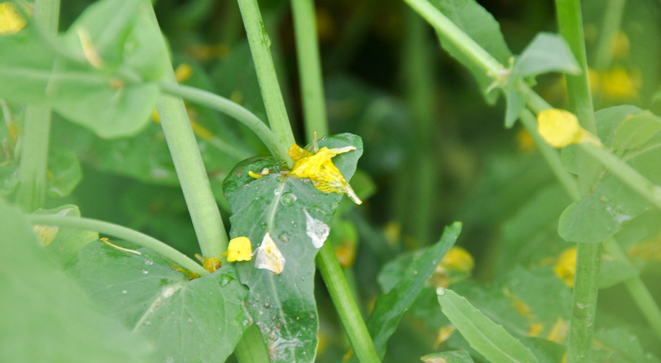 Zgniliznę twardzikową wywołuje grzyb Sclerotinia sclerotiorum. Pierwsze objawy choroby pojawiają się w okresie kwitnienia rzepaku Grzybem w grzyb