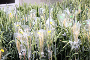 Rola hodowli odpornościowej w tworzeniu nowych odmian pszenicy ozimej