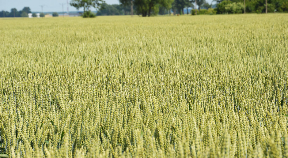 Produkcja nasienna ma podstawową zaletę - zapewnia natychmiastowy zbyt materiału, ale by odbiorca (hodowca) przyjął wyprodukowane ziarno, musi ono spełniać określone wymagania Reprodukcja zbóż dla najlepszych