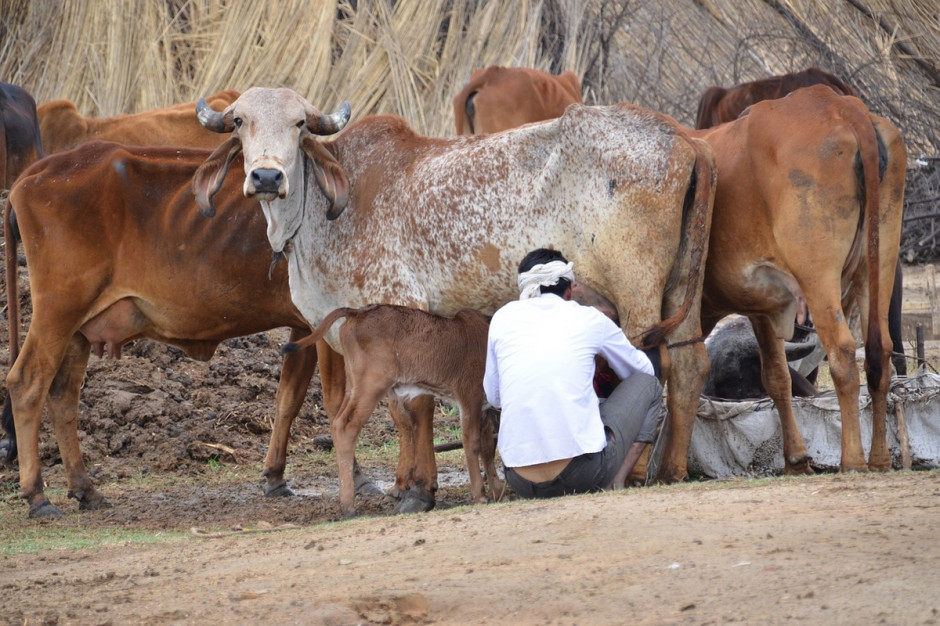 Wraz z zapotrzebowaniem w Indiach rośnie produkcja mleka,fot.pixabay