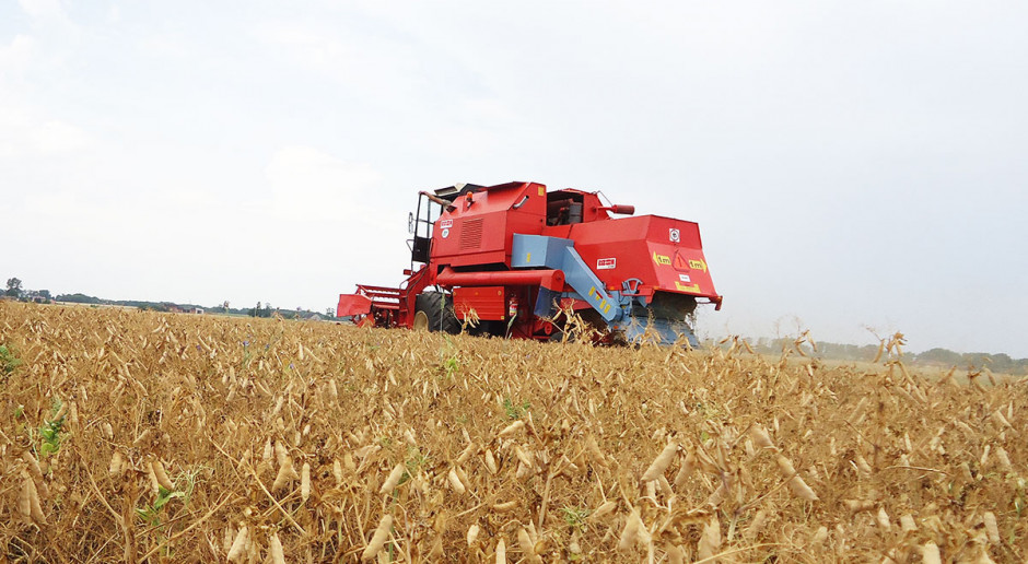 Przeciętne straty plonu nasion roślin strączkowych wynoszą 15-30 proc. Łatwiejszy zbiór strączkowych