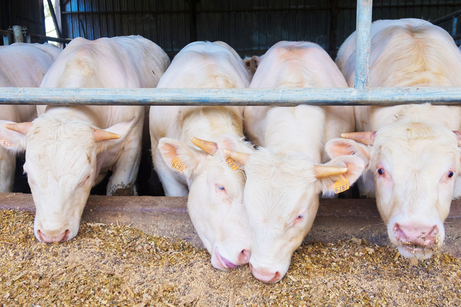 W okresie wychowu i opasu bydła można wyróżnić 3 fazy związane głównie z intensywnością żywienia zwierząt: fazę odchowu cielęcia, fazę wstępną (wzrostu i rozwoju) oraz fazę końcową (tzw. finiszu)