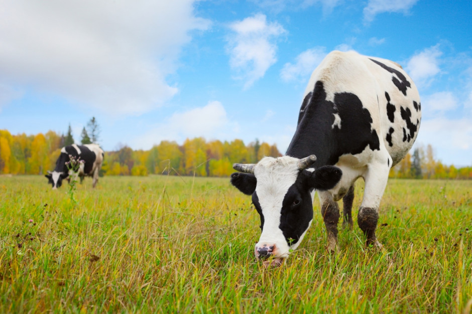 Ukraina: 1 lipca br. liczba krów mlecznych wynosiła 2,14 mln sztuk i była o 2,5 proc. mniejsza niż przed rokiem (Fot.Fotolia)