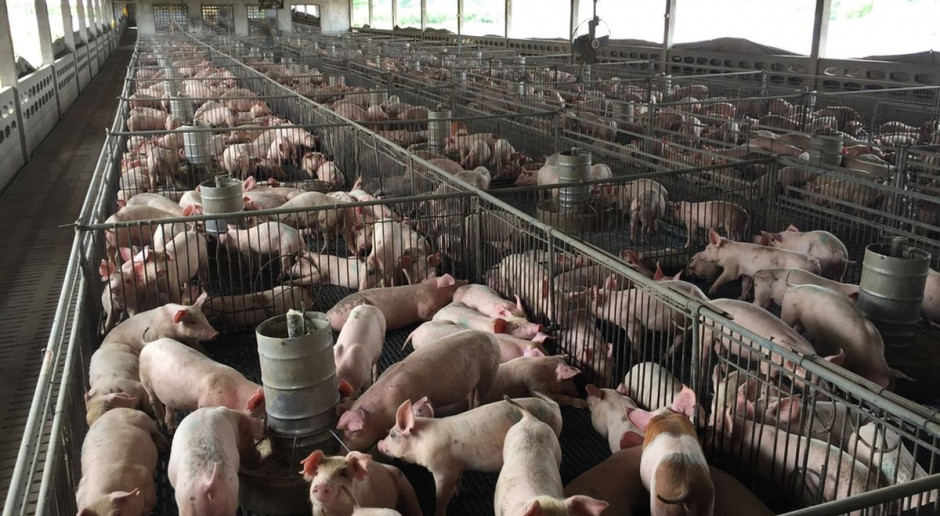 Fot. Shutterstock MRiRW: Obowiązują zaostrzone przepisy dotyczące bioasekuracji
