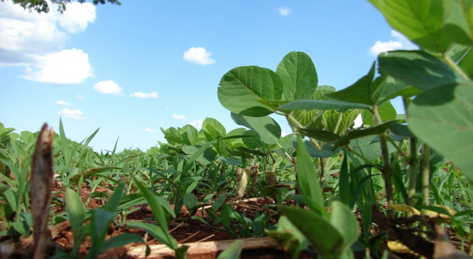 Europejska deklaracja sojowa mówi o możliwościach rozszerzenia w Europie zrównoważonej i wolnej od GMO uprawy m.in. soi; Fot.pixabay.com Europejska deklaracja sojowa