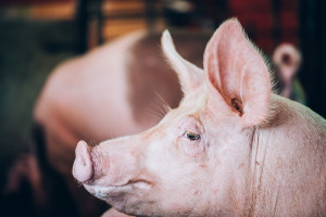 Projekt ustawy ma ułatwić zwalczanie afrykańskiego pomoru świń