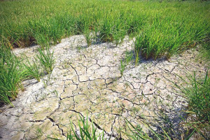 FAO: Najgorsza od lat susza grozi niedostatkiem żywności w Korei Płn.