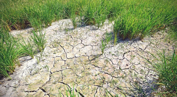 FAO: Najgorsza od lat susza grozi niedostatkiem żywności w Korei Płn.