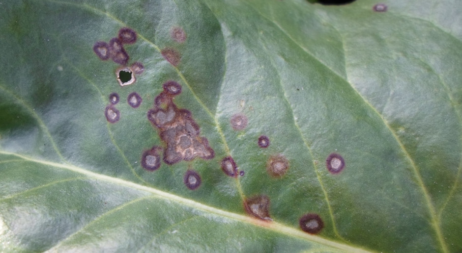 Pierwsze objawy chwościka pojawiają się na liściach jako brunatnoszare, okrągłe plamki o średnicy 0,5–6 mm otoczone czerwoną, brunatnoczerwoną, niekiedy brunatną obwódką. Chwościk w buraku cukrowym – czas na interwencje