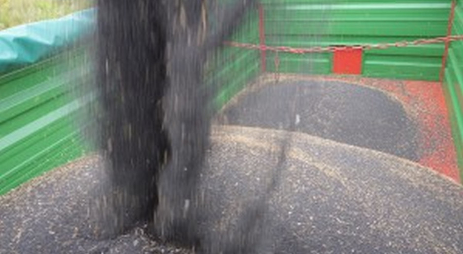 Do 19 lipca w Rosji zebrano także 2,8 mln ton rzepaku , przy średnim plonie 2,05 t/ha (Fot.K.Sz) Rosja: Zebrano ponad 22 mln ton zbóż