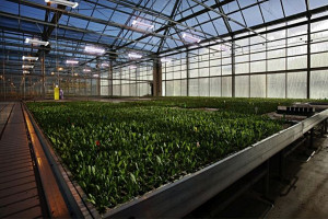 Energooszczędne systemy świetlne Grow Light w produkcji roślinnej