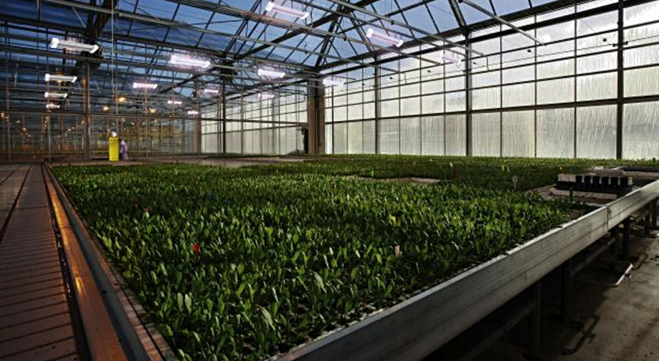 Lampy LED marki Toshiba; Fot. Toshiba Energooszczędne systemy świetlne Grow Light w produkcji roślinnej
