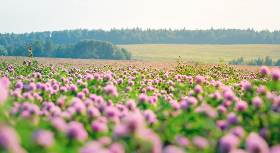 Fot. Shutterstock Ponad 70 samorządów zobowiązało się założyć 1325 pszczelich "stołówek”