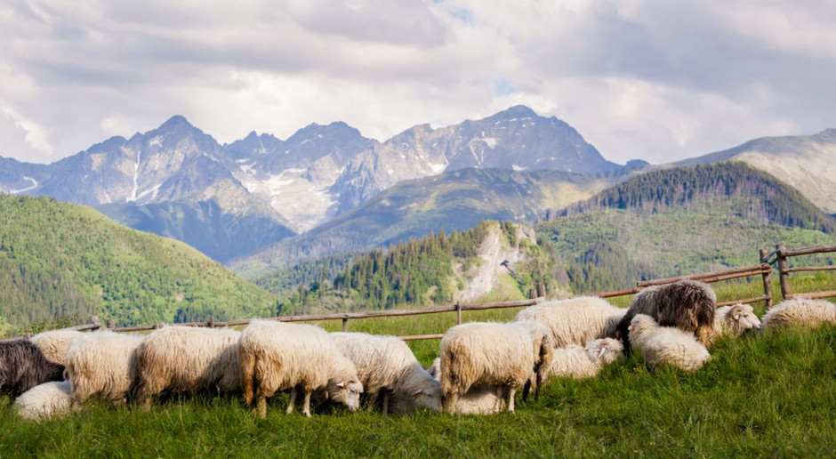 Rusinowa Polana; Fot. Shutterstock Zakopane: Przyszli bacowie i juhasi kończą kurs przygotowujący do pracy na halach