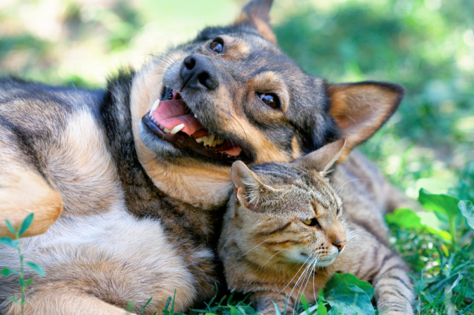 Premetryna - substancja czynna  niektórych preparatów przeciw pchłom jest niebezpieczna dla kotów;