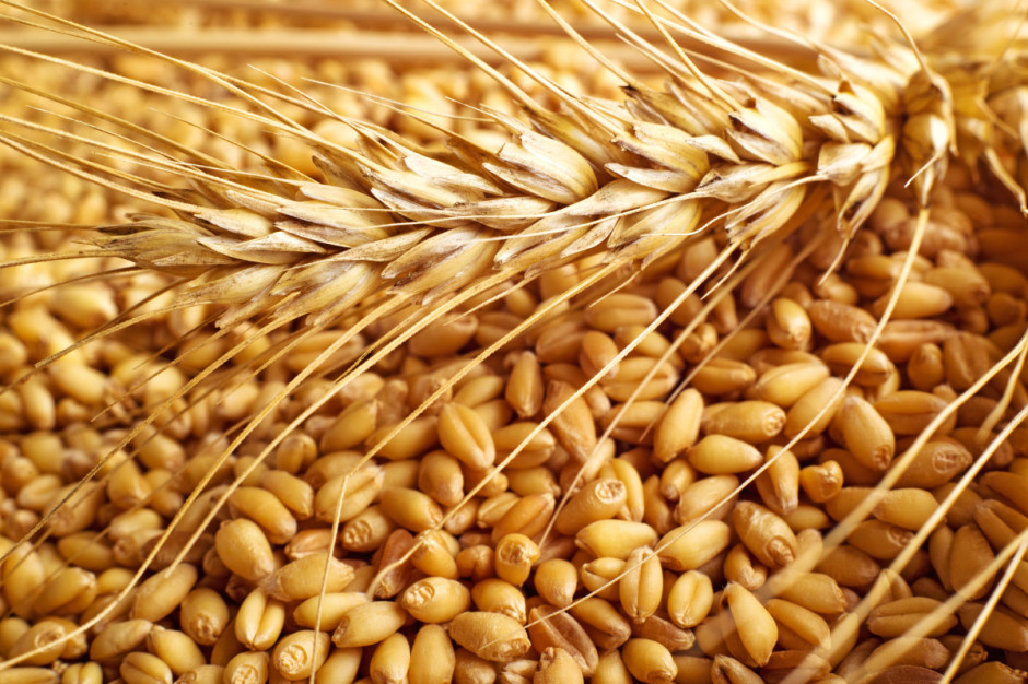 W opinii Izby, największą niewiadomą stanowi jakość zebranych w tym roku zbóż, w tym pszenicy; Fot. Shutterstock