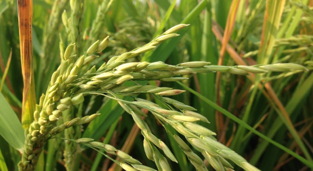 USA będą eksportować ryż do… Chin