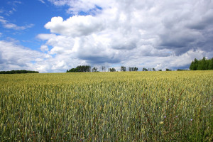 Rosja: Rozbieżności w szacunkach zbiorów zbóż