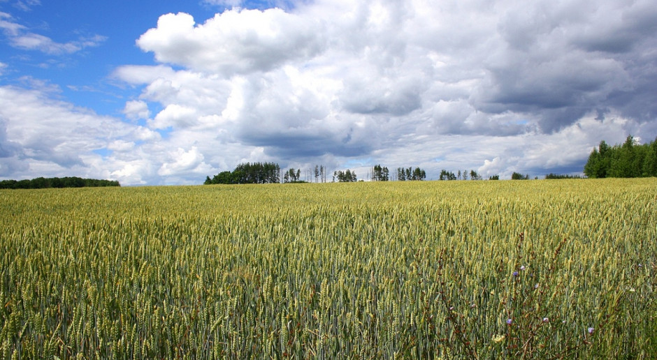 W Rosji eksperci rynku zbożowego szacują zbiory znacznie powyżej prognoz ministerstwa rolnictwa; Fot. pixabay.com Rosja: Rozbieżności w szacunkach zbiorów zbóż